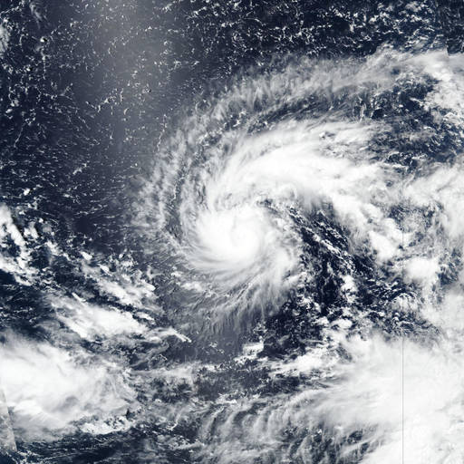Typhoon Dolphin