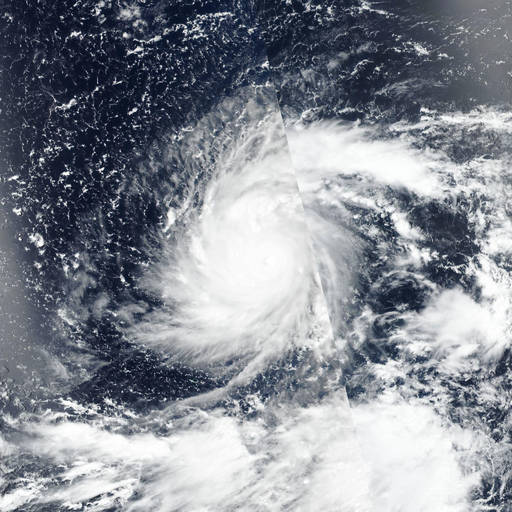 Typhoon Dolphin